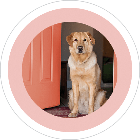 A large brown dog standing next to a sign